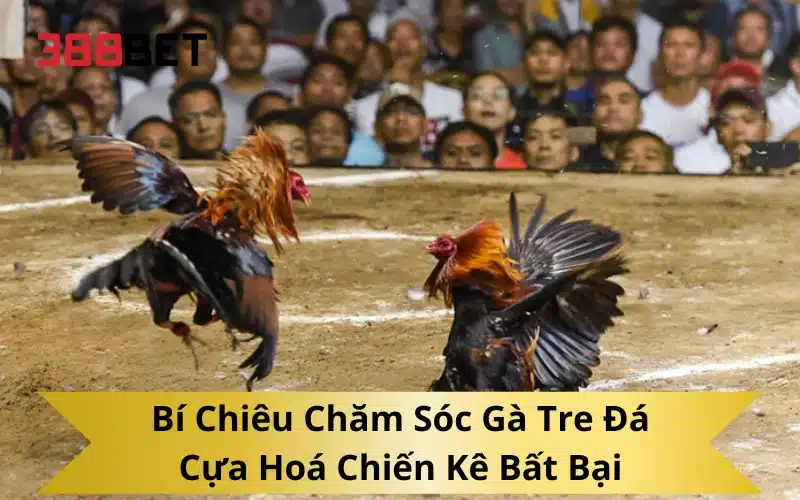 Bí Chiêu Chăm Sóc Gà Tre Đá Cựa Hoá Chiến Kê Bất Bại